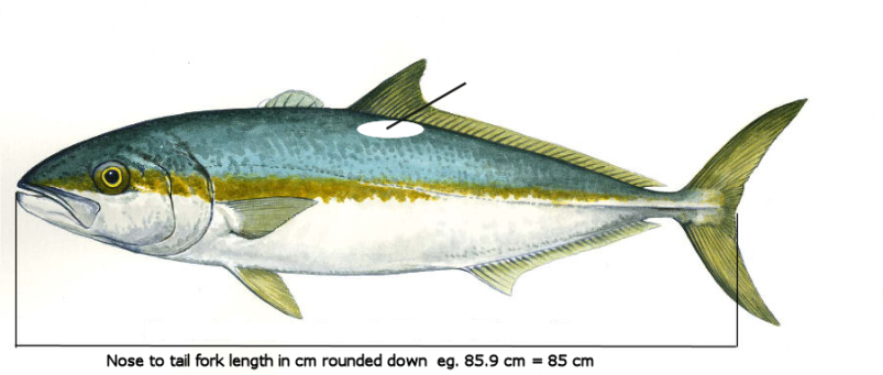 kingfish-diagram